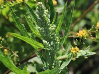 Chénopode feuilles figuier(Chenopodium ficifolium)_15