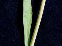 Canola(Brassica napus)_2