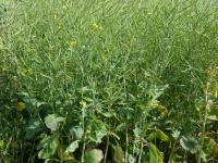 Canola(Brassica napus)_3