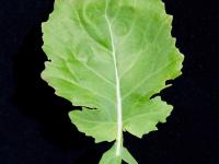 Canola(Brassica napus)_7