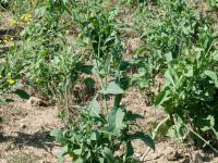 Canola(Brassica napus)_11