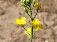 Canola(Brassica napus)_14