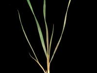 Orge queue-écureuil (Hordeum jubatum)_2