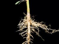 Amarante tuberculée(Amaranthus tuberculatus)_5