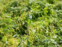Amarante tuberculée(Amaranthus tuberculatus)_12