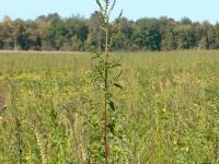 Amarante tuberculée(Amaranthus tuberculatus)_13