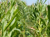 Amarante tuberculée(Amaranthus tuberculatus)_16