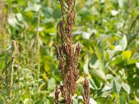 Amarante tuberculée(Amaranthus tuberculatus)_19
