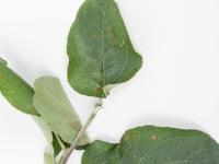 Pomme - sulfentrazone (14)_1