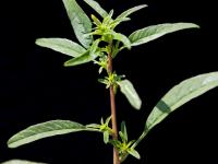 Amarante tuberculée(Amaranthus tuberculatus)_23