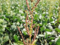 Amarante tuberculée(Amaranthus tuberculatus)_28
