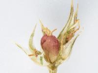Amarante tuberculée(Amaranthus tuberculatus)_35