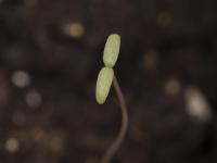 Amarante tuberculée(Amaranthus tuberculatus)_39