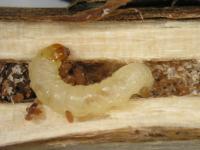 Entomologie