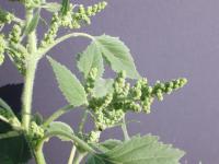Ive feuilles lampourde (Cyclachaena xanthiifolia)_2