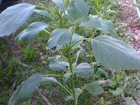 Ive feuilles lampourde (Cyclachaena xanthiifolia)_10