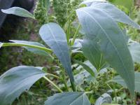 Ive feuilles lampourde (Cyclachaena xanthiifolia)_11