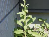 Grande molène (Verbascum thapsus)_3