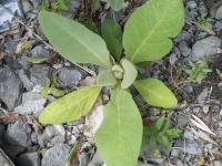 Grande molène (Verbascum thapsus)_4