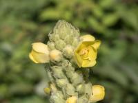 Grande molène (Verbascum thapsus)_10