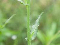 Chicorée sauvage(Cichorium intybus)_4