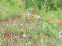Chicorée sauvage(Cichorium intybus)_5