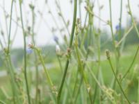 Chicorée sauvage(Cichorium intybus)_7