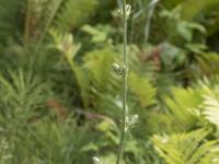 Chicorée sauvage(Cichorium intybus)_8