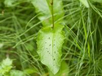 Patiente feuilles obtuses (Rumex obtusifolius)_6