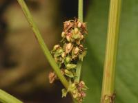 Patiente feuilles obtuses (Rumex obtusifolius)_12