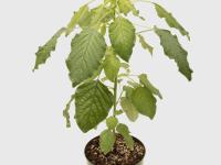 Amarante de Palmer(Amaranthus palmeri)_10