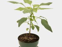 Amarante de Palmer(Amaranthus palmeri)_11