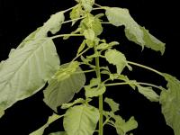 Amarante de Palmer(Amaranthus palmeri)_13