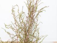 Kochia balais (Bassia scoparia)_3