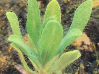 Kochia balais (Bassia scoparia)_13