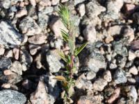 Kochia balais (Bassia scoparia)_23