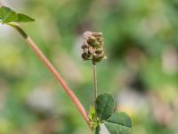 Luzerne lupuline (Medicago lupulina)_5