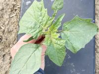 Stramoine commune(Datura stramonium)_1