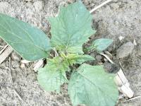 Stramoine commune(Datura stramonium)_3