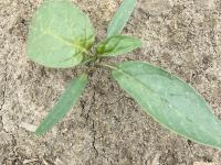 Stramoine commune(Datura stramonium)_4
