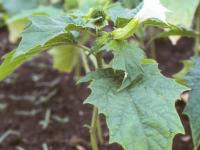 Stramoine commune(Datura stramonium)_7