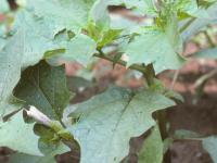 Stramoine commune(Datura stramonium)_8