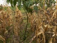 Stramoine commune(Datura stramonium)_13