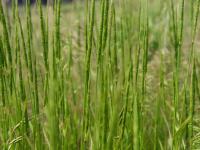 Égilope cylindrique(Aegilops cylindrica)_1