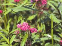Asclépiade incarnate(Asclepias incarnata)_4