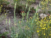 Salsifis majeur (Tragopogon dubius)_1
