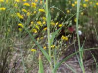 Salsifis majeur (Tragopogon dubius)_5