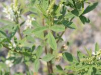 Mélilot blanc (Melilotus albus)_2