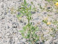 Mélilot blanc (Melilotus albus)_4