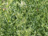Mélilot blanc (Melilotus albus)_6
